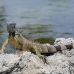 iguana_green_tf_gc_h_0185_cay1102.jpg